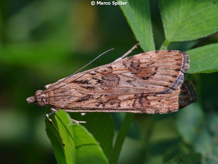 Nomophila noctuella (Crambidae)